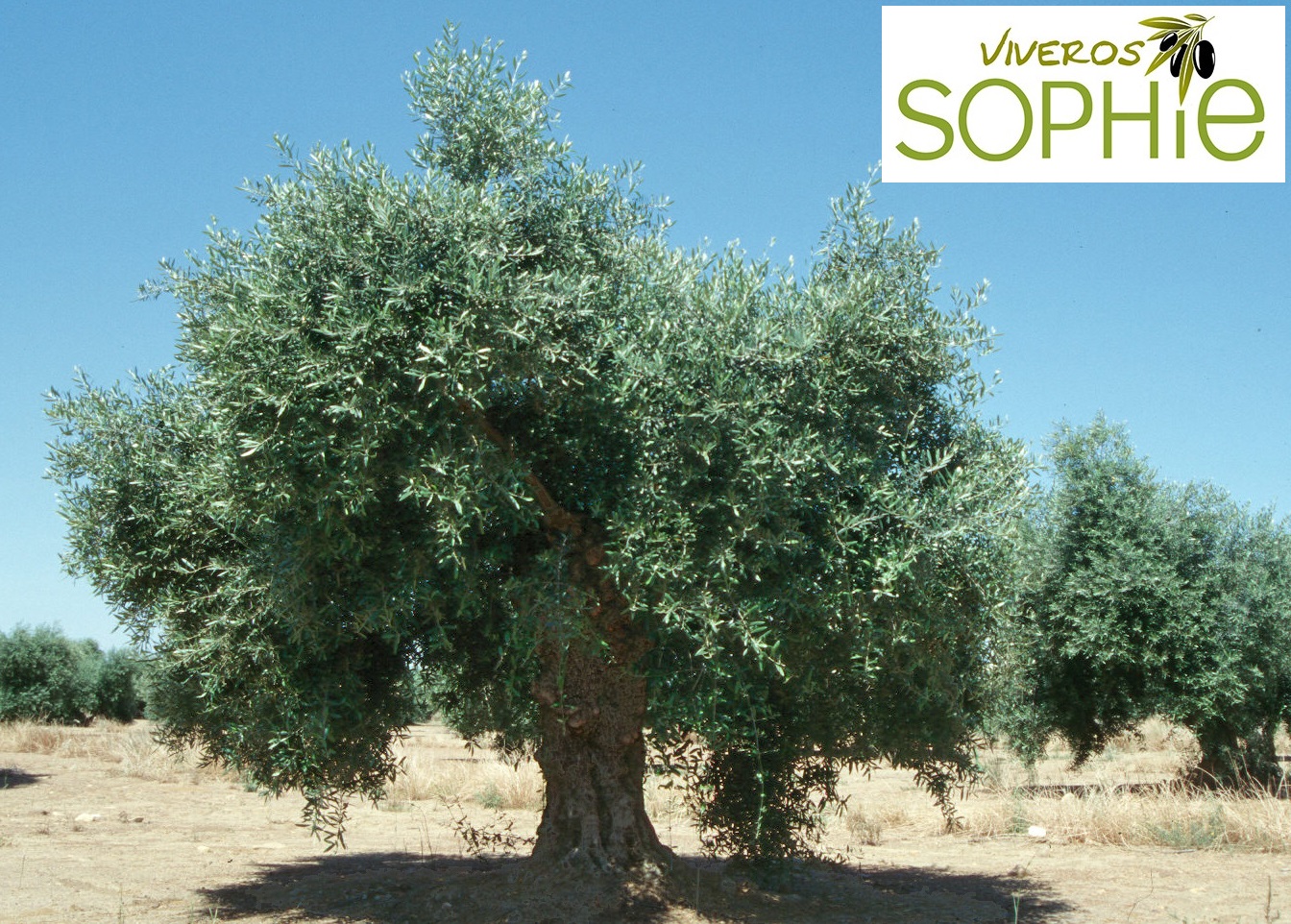 Variedad de olivo LECHÍN DE SEVILLA